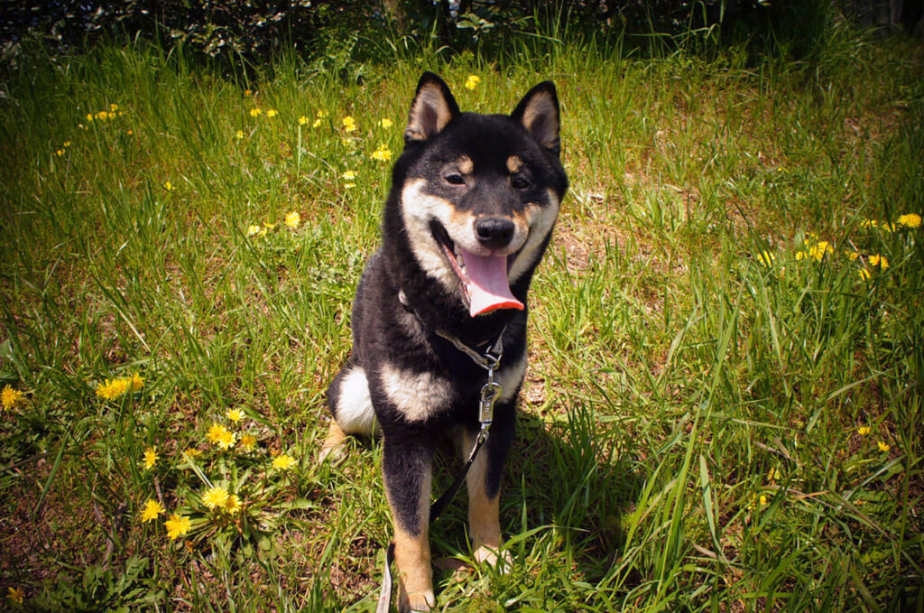Kuro, der Shiba Inu gehört zu den japanischen Hunderassen.