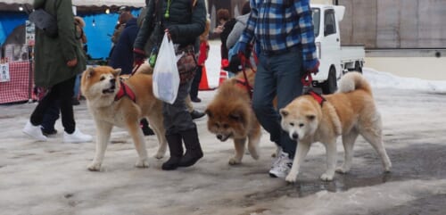 Drei Akita gehen spazieren auf dem Schneefestival in Yuzawa.