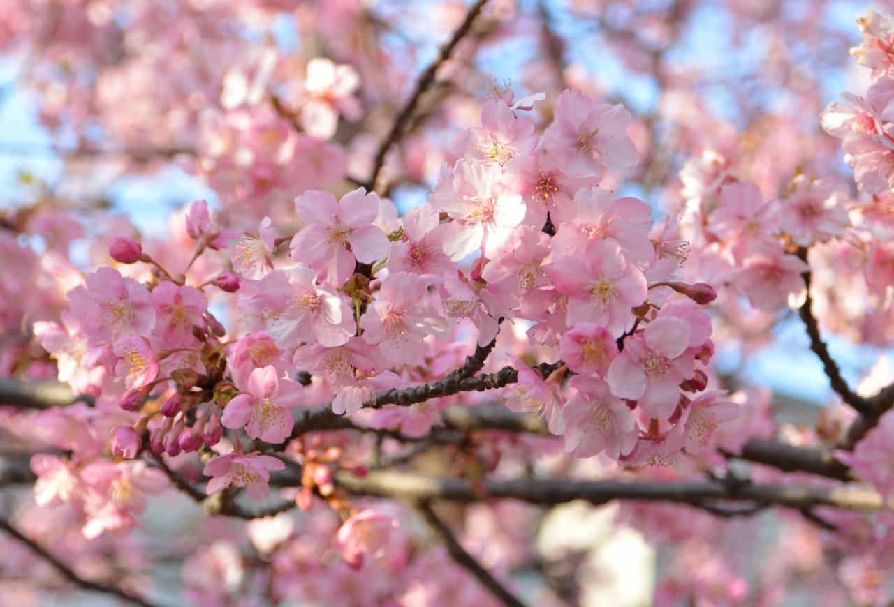 Die frühen Kirschblüten in der Präfektur Kanagawa erleben