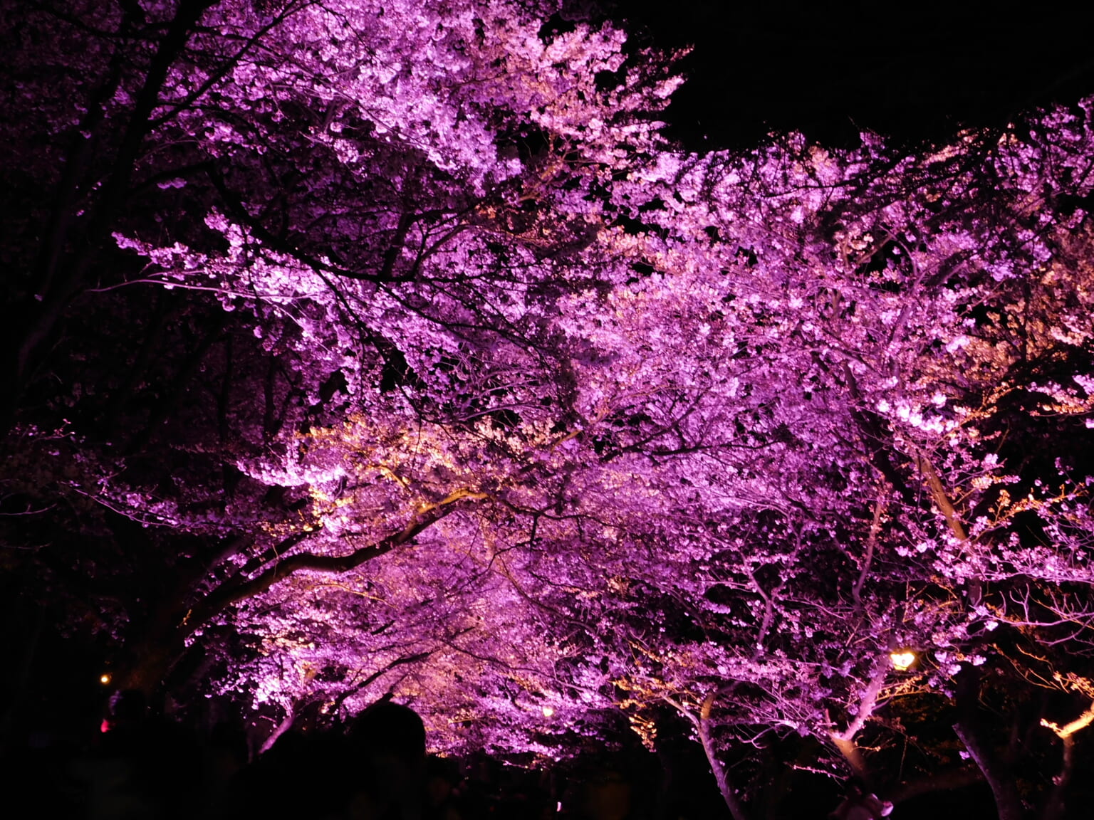 Kirschblüte in Japan: Die besten Kirschblüten-Spots in Niigata