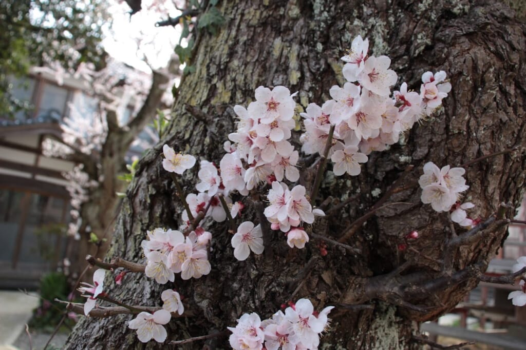 Kirschblüte in Japan: Auf dem Weg zum Yahiko-Schrein.