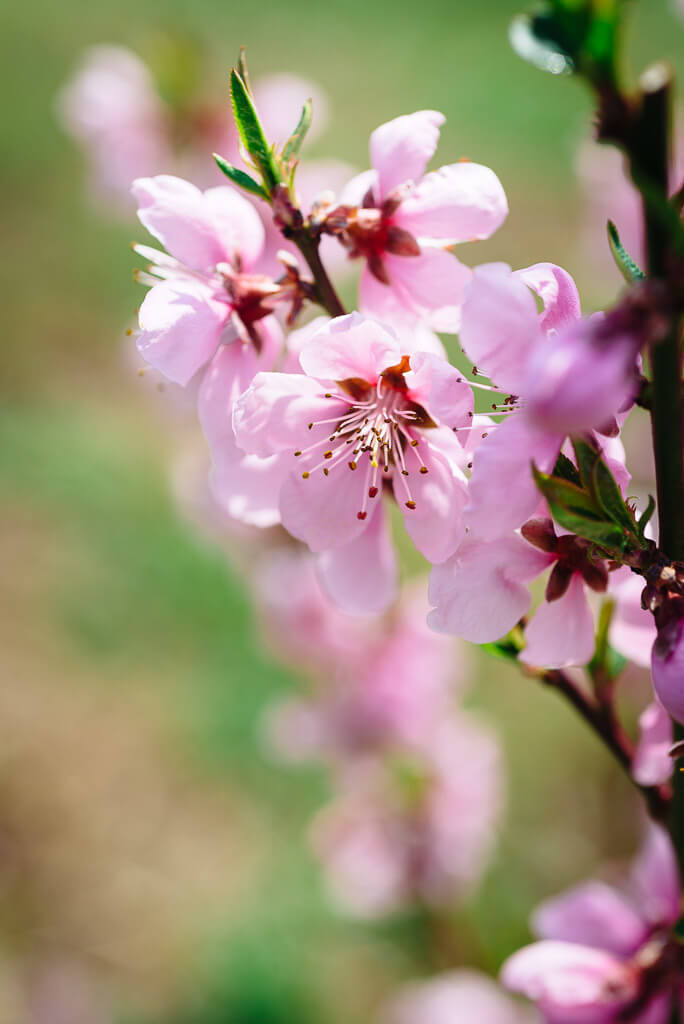 Momo, Pfirsichblüte © Todd Fong