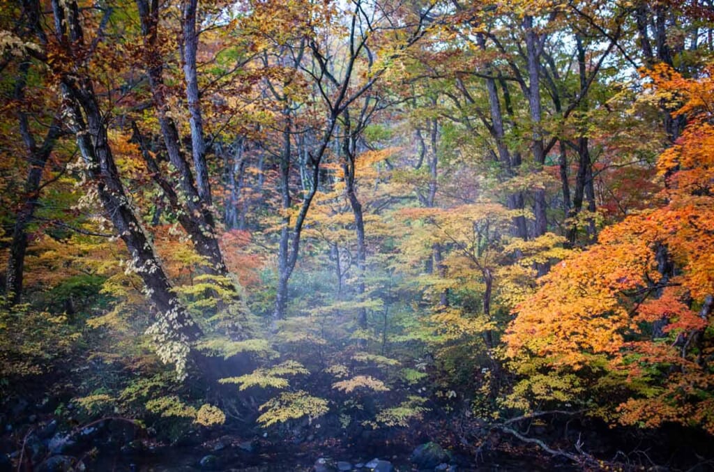 Herbstfarben, auch Kouyou genannt.