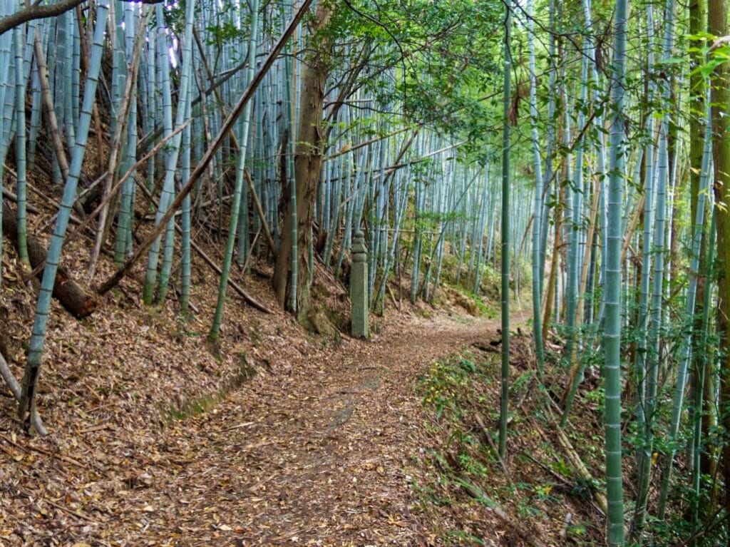 Bambuswald in Japan.