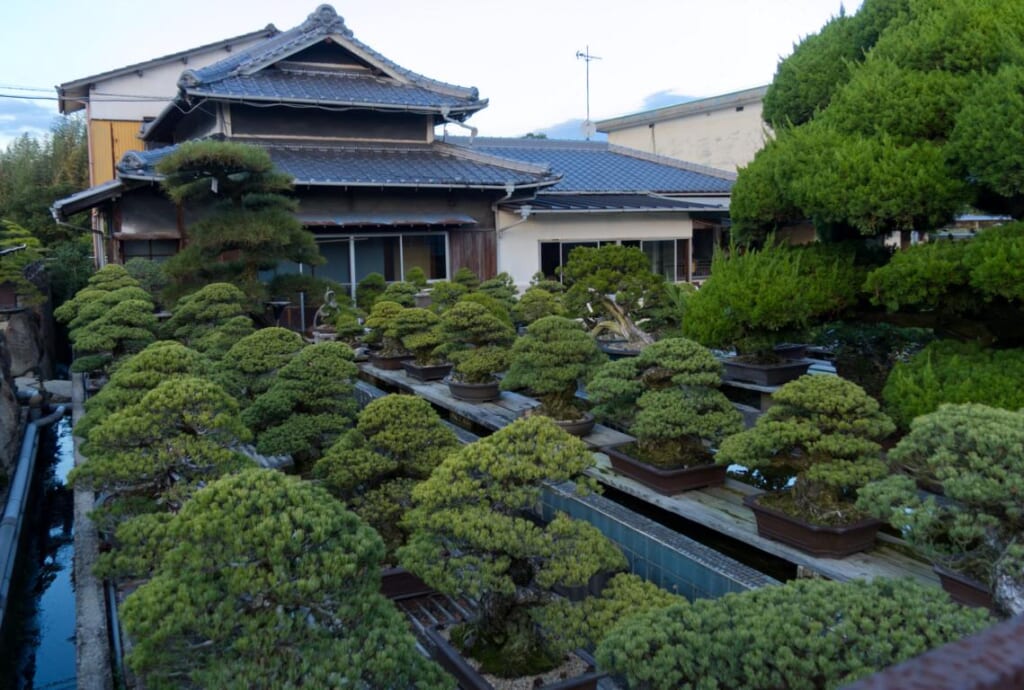 Der Bonsai Garten Kandaka Fukushoen in Takamatsu.