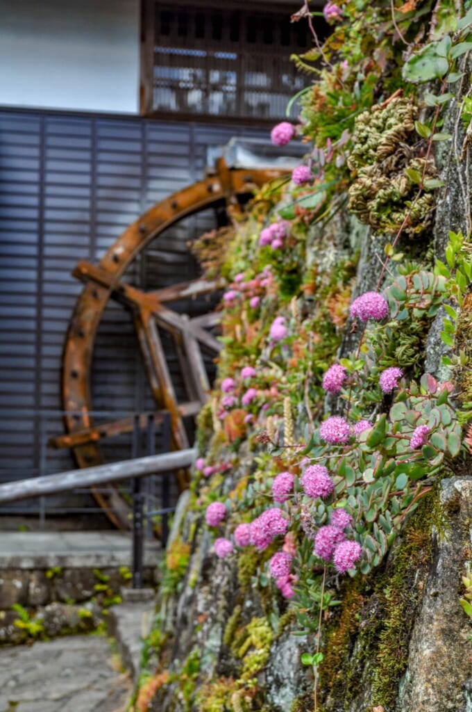 Blumen an einer Mauer, Japan.