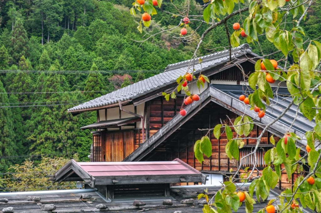 Kaki-Baum vor einem japanischen Haus.