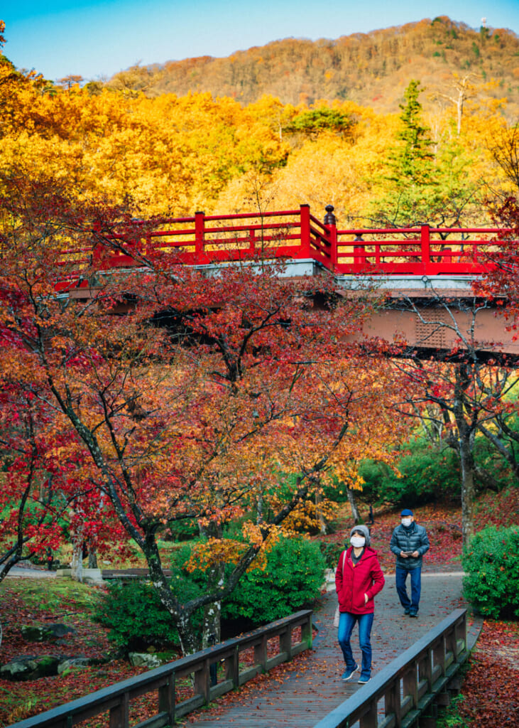 Herbstlaub, Momiji im Yahiko Park, Präfektur Niigata, Japan.