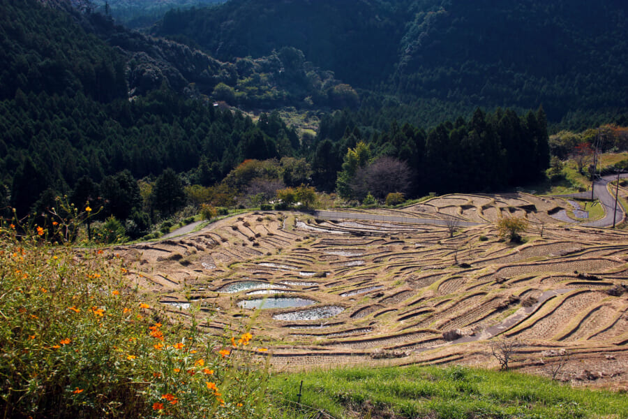 Reisfelder in Japan.