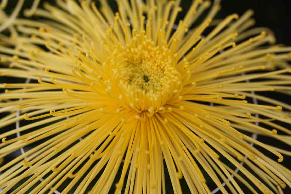Eine gelbe Chrysantheme.