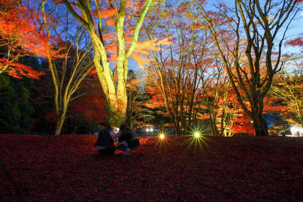Beleuchtung während der Koyo-Zeit in Japan.
