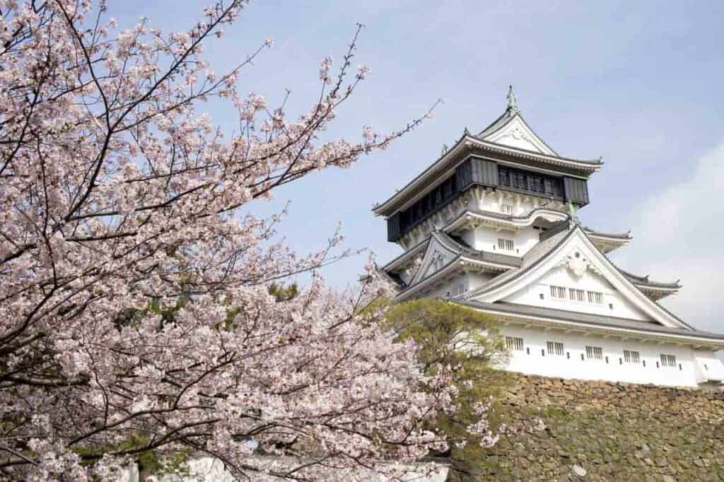 Die Burg Kokura mit Kirschblüten in Japan.