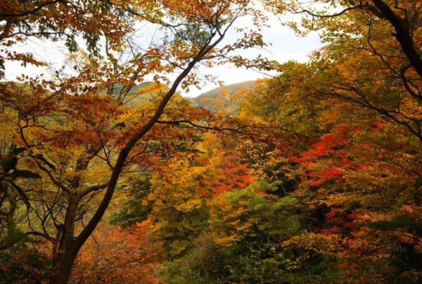 Der Berg Mitoku in Tottori im Herbst.