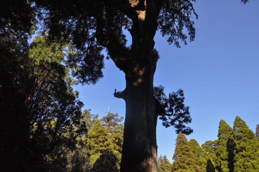 Baum auf einem Schreingelände in Japan.