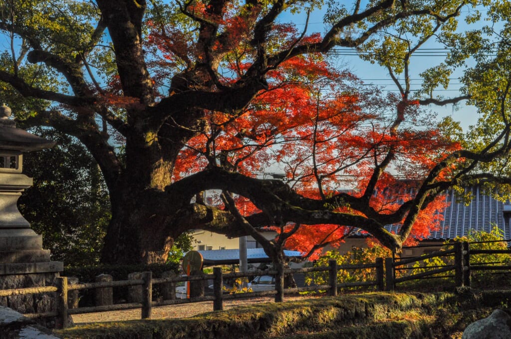 Herbstlaub in Kirishima, Japan.