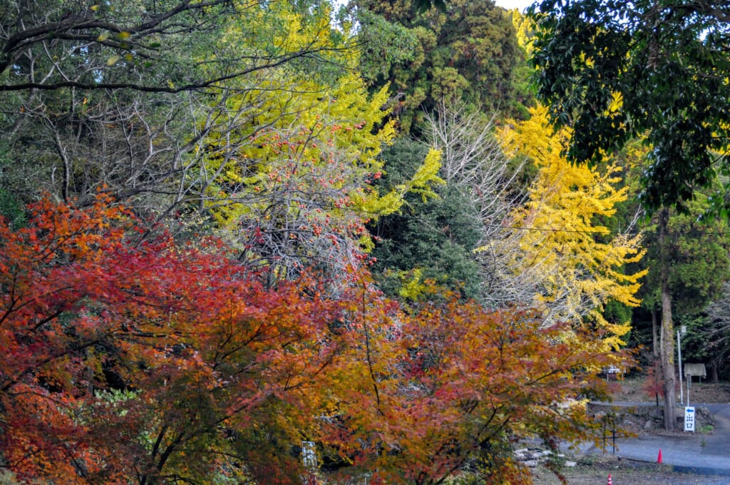 Herbstlaub in der Präfektur Kagoshima.