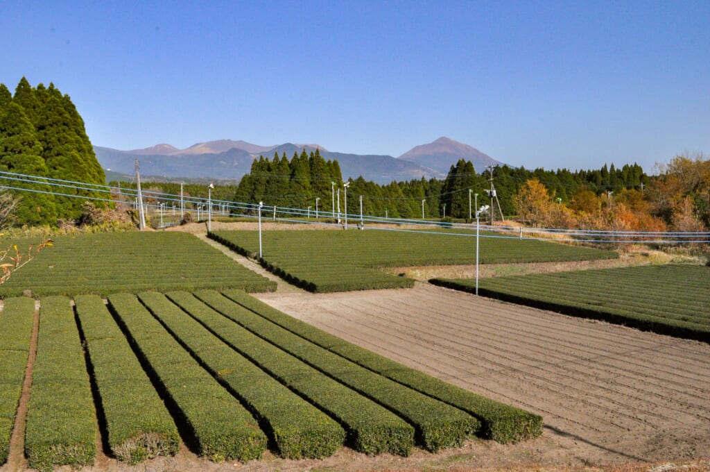 Teefelder in Kirishima, Japan.