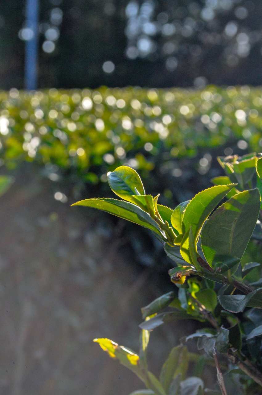 Kirishima, ein Teeanbaugebiet in Japan.