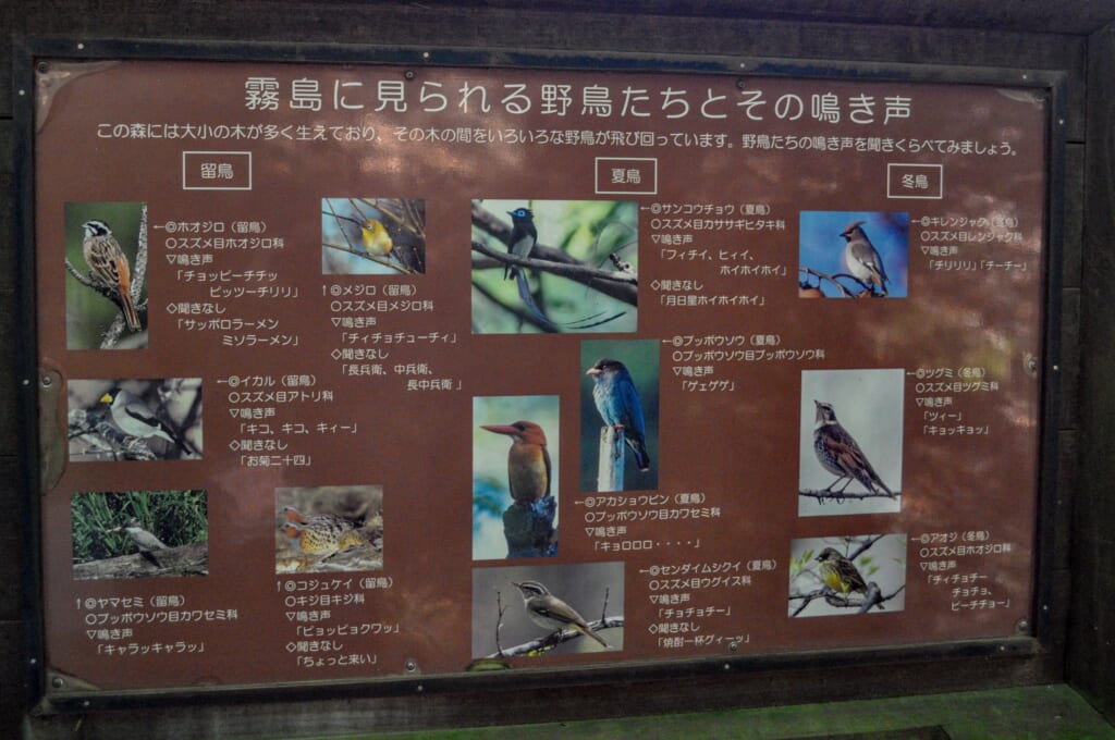Vogelarten in einem Wald in Japan.