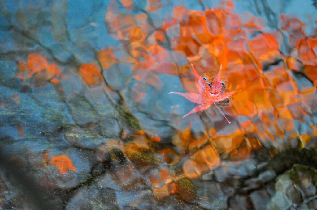 Herbstlaub in Japan im Wasser.