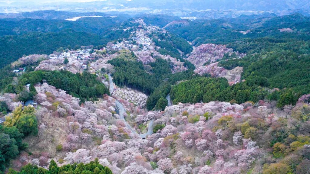 Kirschblüten auf dem Berg Yoshino.