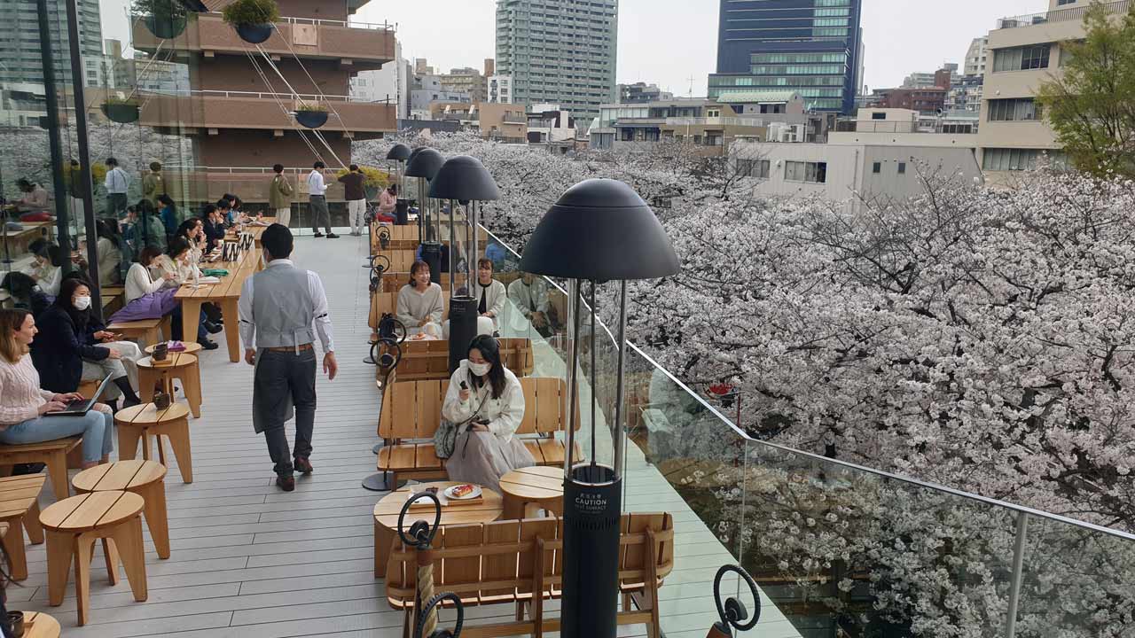 Kirschblüten in Tokio.