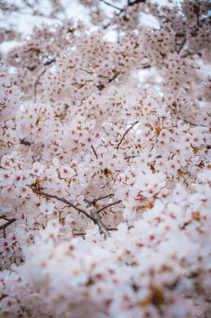 Sakura in Nara in voller Blüte.