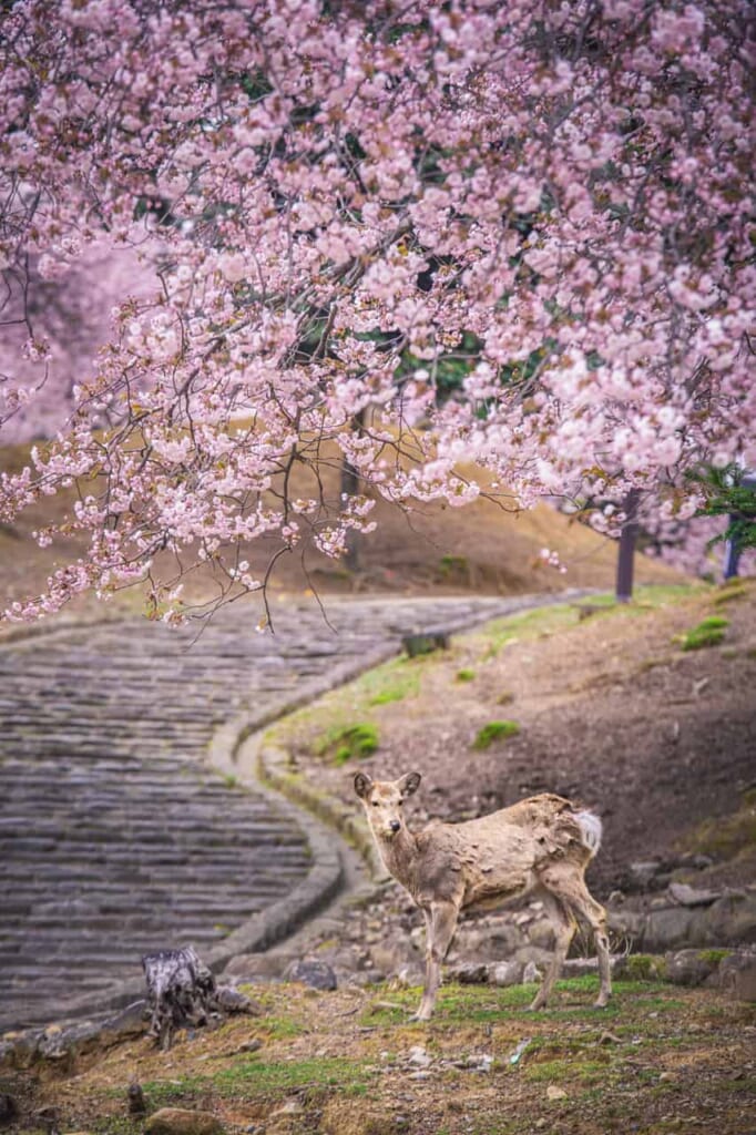 Reh unter Kirschblütenbäumen in Nara.
