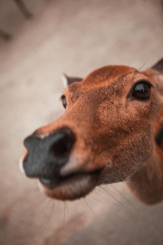 Ein hungriger Hirsch in Nara.