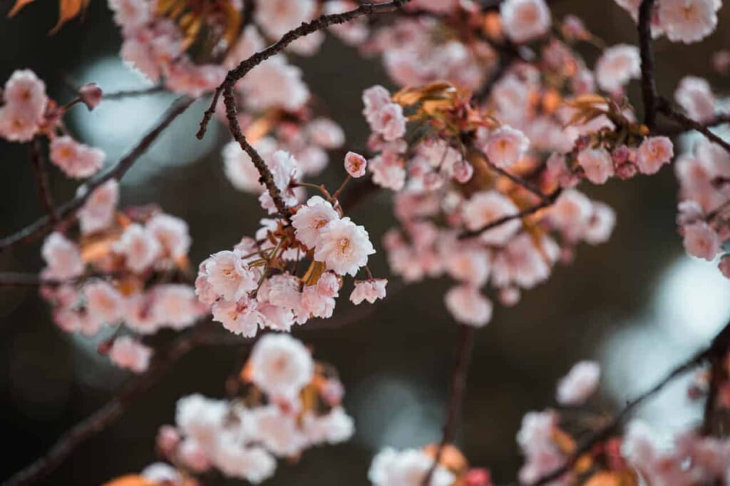 Kirschblüten in der Blütezeit in Japan.