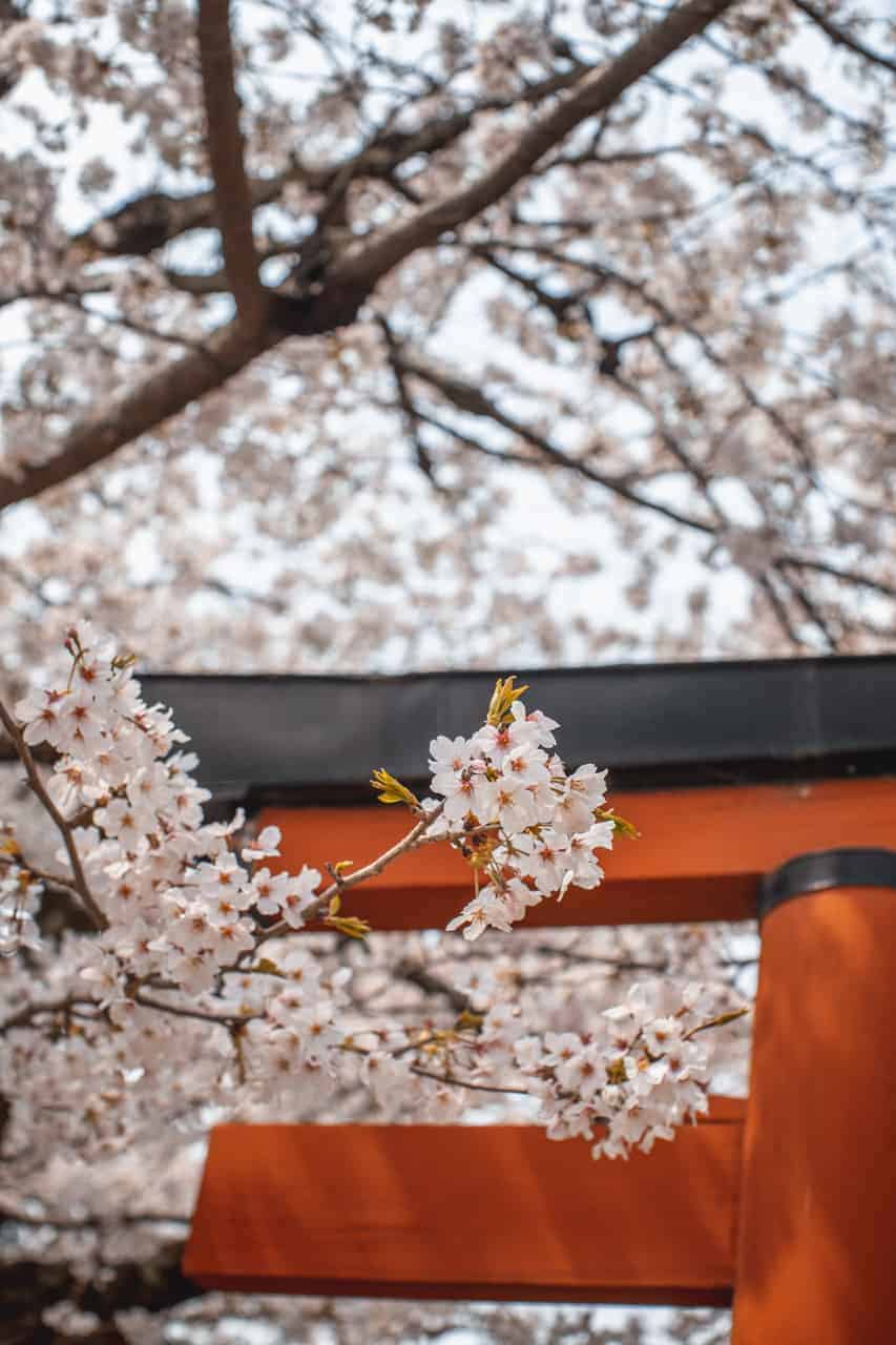 Sakura in Nara vor einem Torii-Tor.