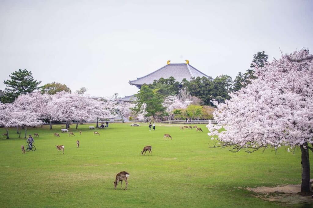 Parkanlage mit Hirschen und Sakura in Nara.