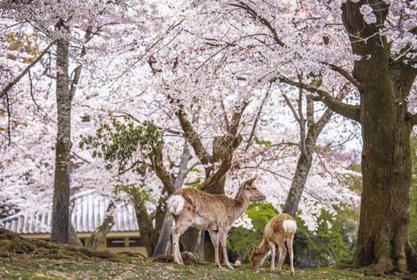 Zwei Hirsche unter den Kirschblütenbäumen in Nara