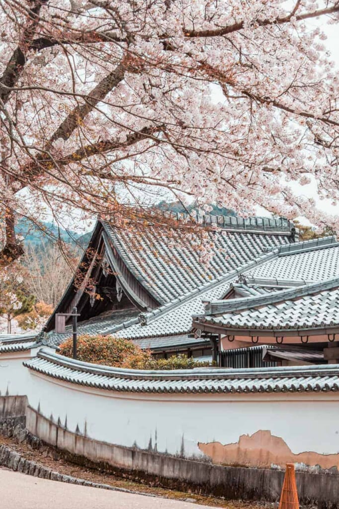 Traditionelles japanisches Haus mit Kirschblütenbäumen in Nara.
