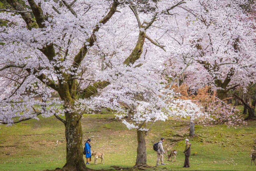Besucher unter Sakura-Bäumen in Nara und mit Hirschen.