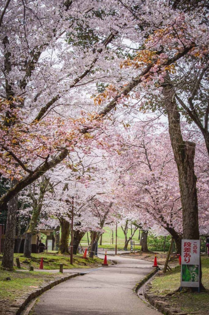 Sakura in Nara säumen einen Weg.