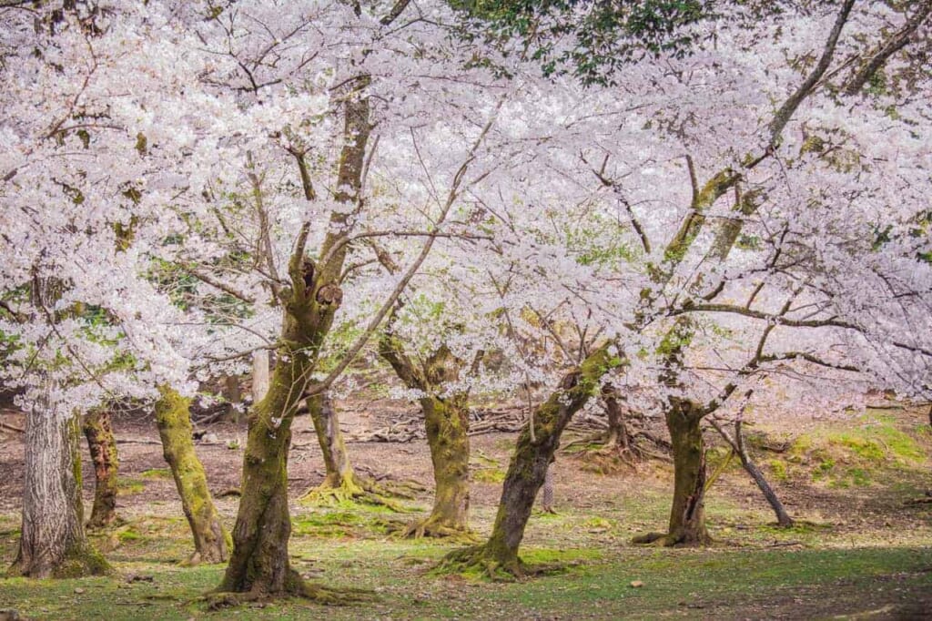 Sakura-Bäume in Nara, Japan.