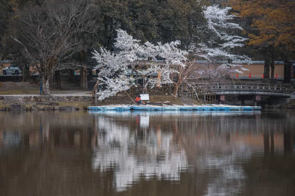 Kirschblüten spiegeln sich im Wasser in Japan.
