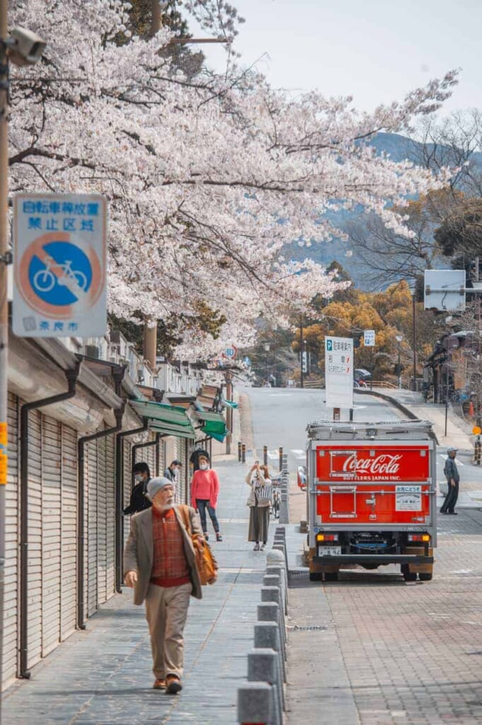 Sakura in Nara in der Sanjo-dori.