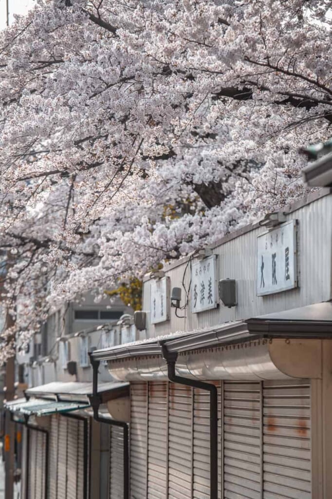 Kirschblüten an der Hauptstraße von Nara.