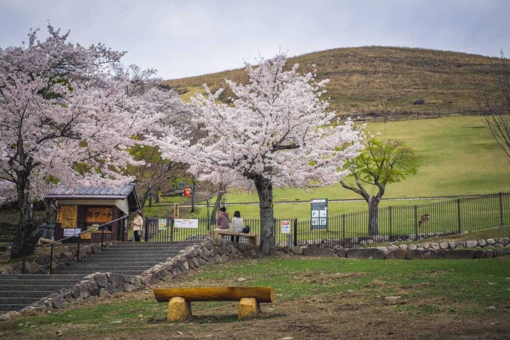 Kirschblüten auf dem Berg Wakakusa in Nara.