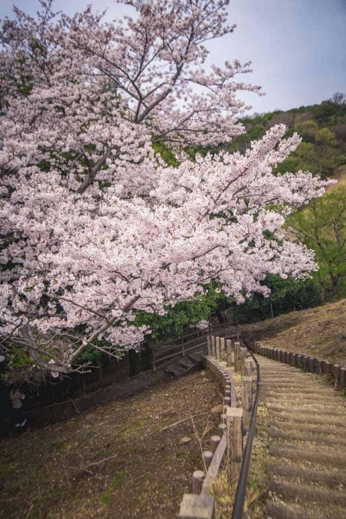 Sakura in Nara entlang der Nordroute des Berges Wakakusa.