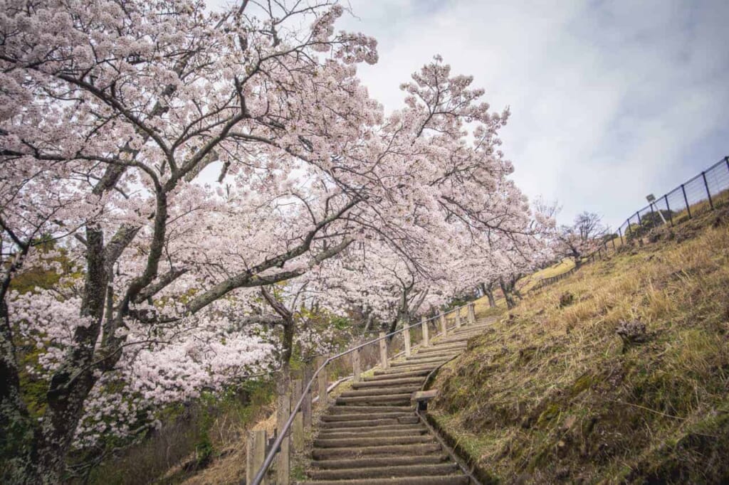 Kirschblütenbäume säumen einen Wanderweg in Japan.