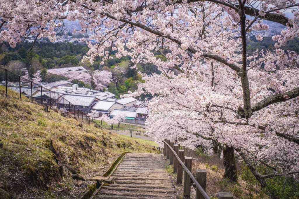 Blick auf die Stadt Nara mit Kirschblütenbäumen.