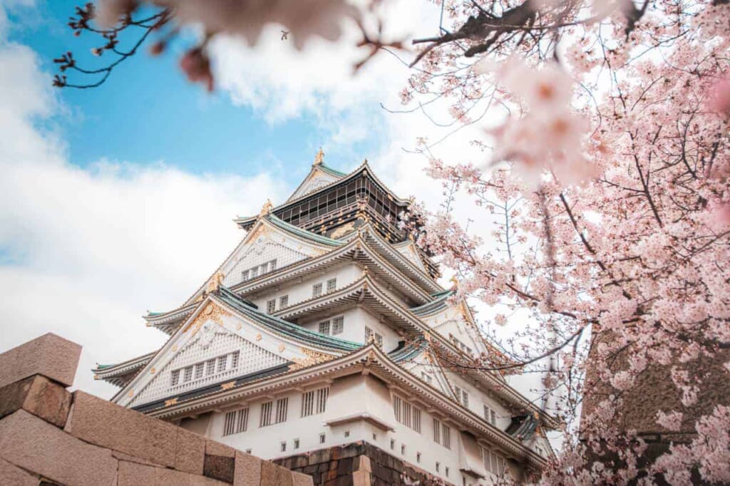 Sakura-Kirschblüten an der Burg Osaka.