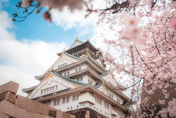 Die Burg Osaka mit Kirschblüten.