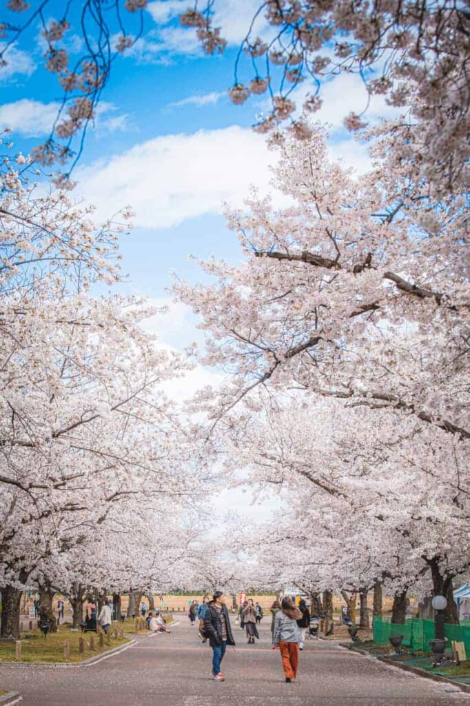 Menschen sehen sich die Sakura in Osaka an.