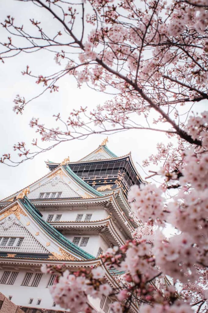 Die Burg Osaka mit Kirschblüten im Vordergrund.