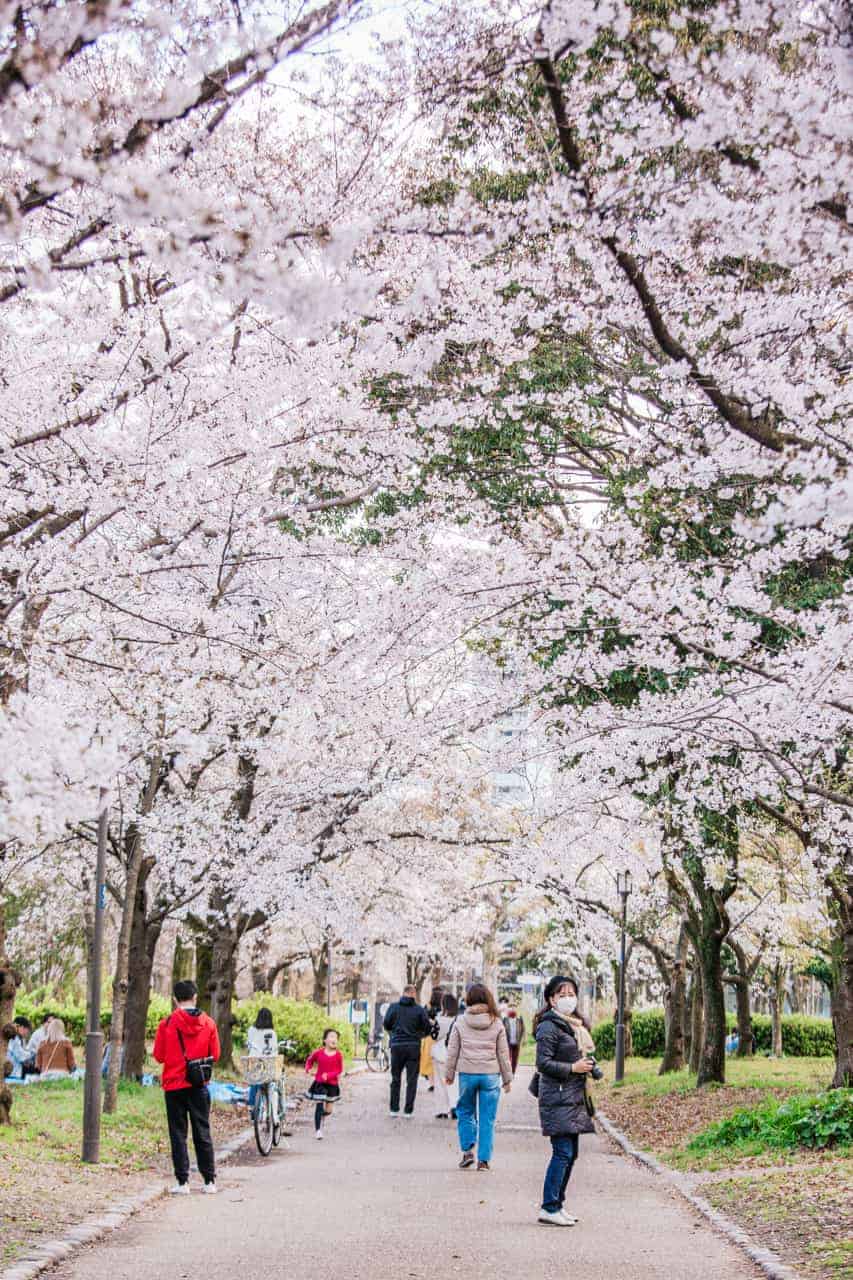 Sakura im Burg-Park in Osaka.