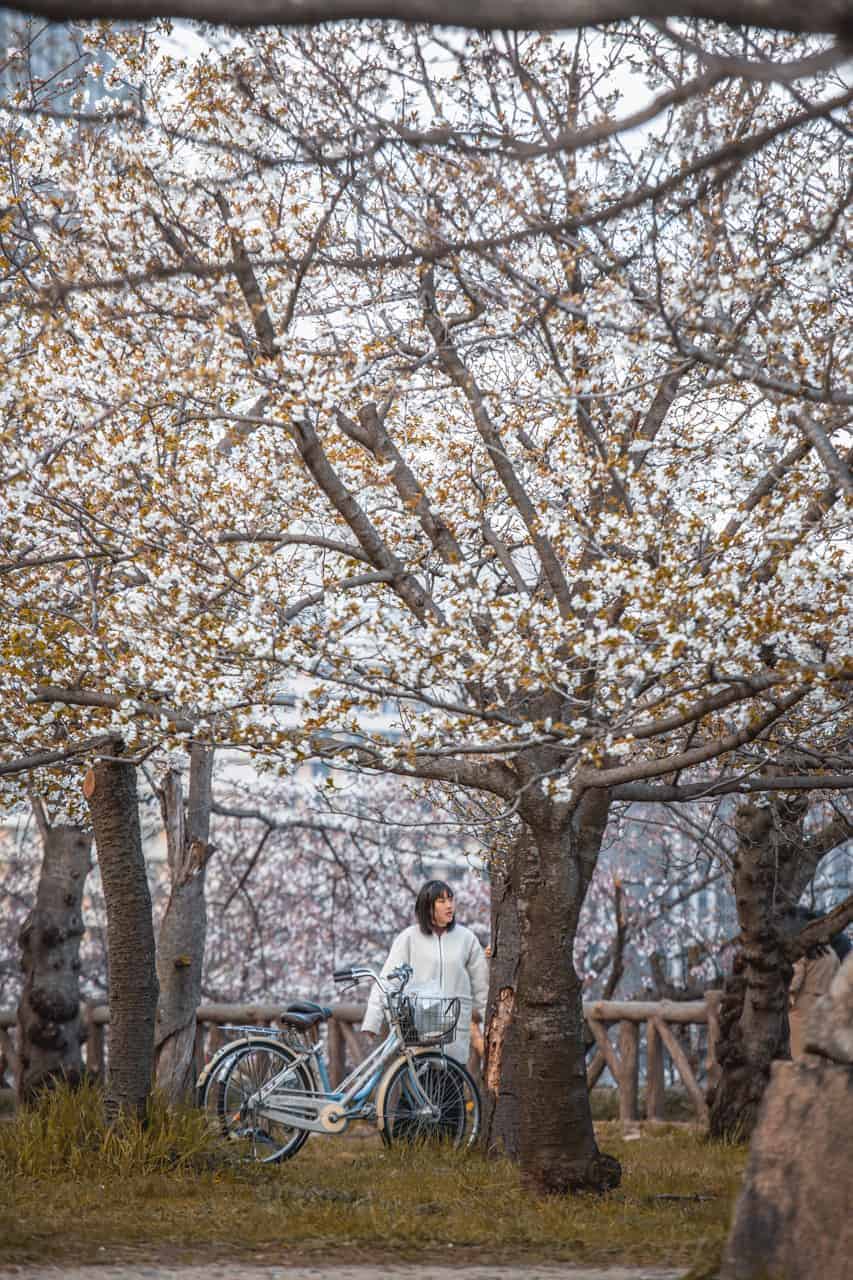 Eine Frau mit einem Fahrrad unter einem Kirschblütenbaum.